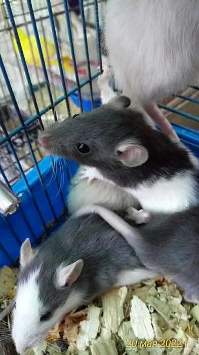 Крысята:Дамбо,сиамские,сфинксы.