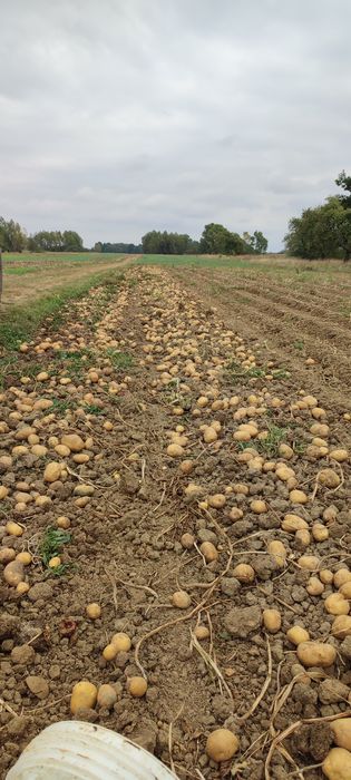 Sprzedam ziemniaki Denar i Soraya