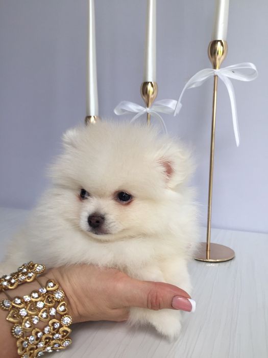 Шпіци VIP  Хлопчики та Дівчатка