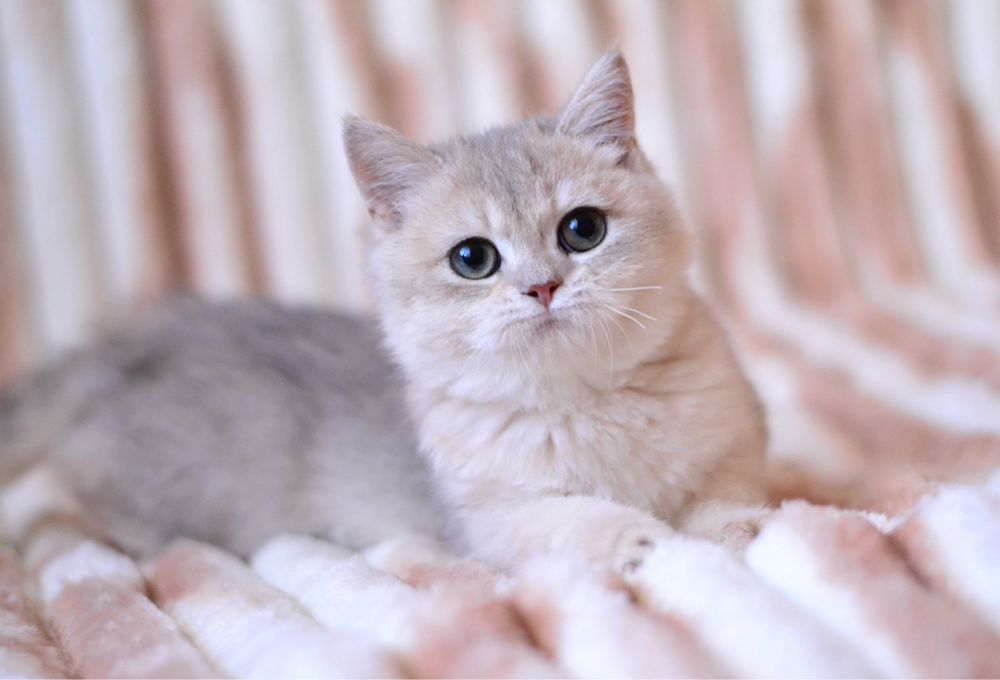 Блакитна золота шиншила