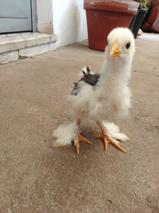 Pintinho brahmas disponíveis