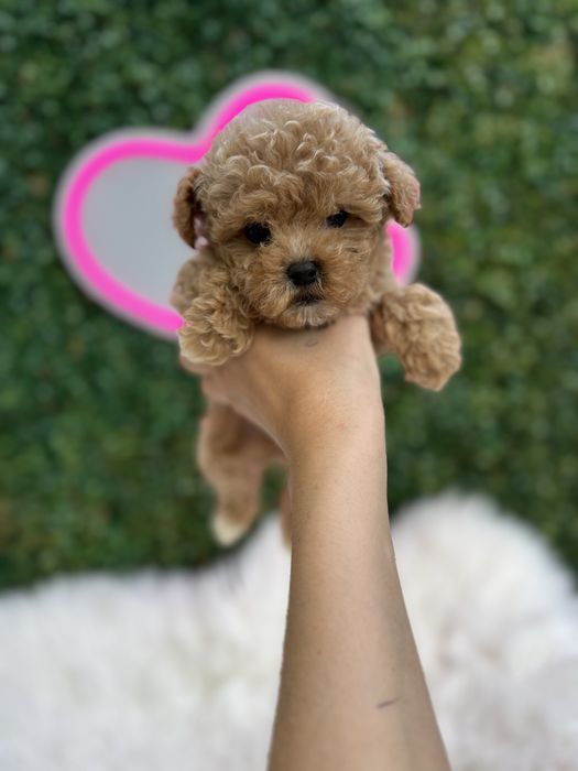 Найкращої якості мальтипу