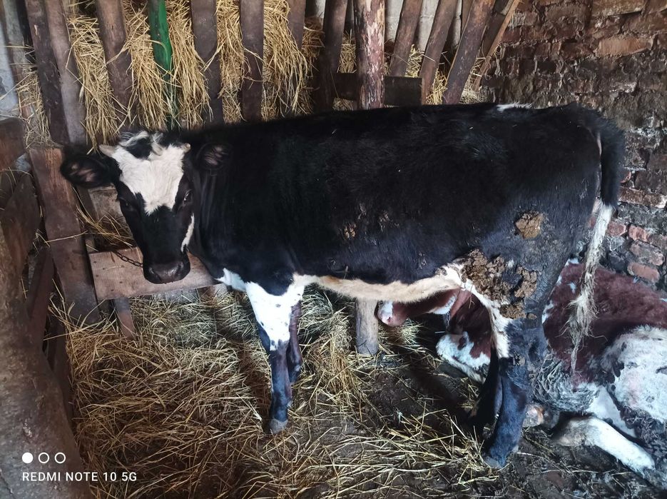 Телиця,річна не тілна