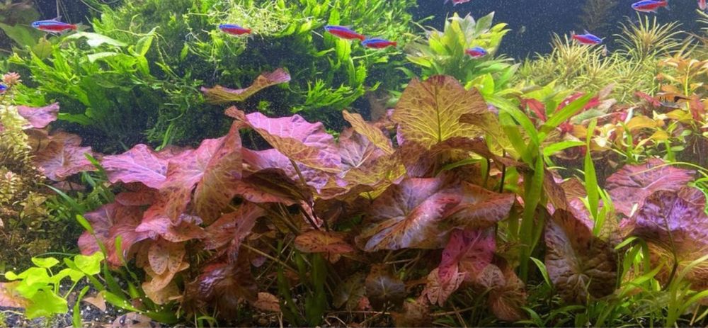 Lotos tygrysi - duża sadzonka