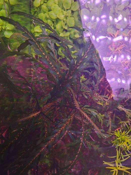 Hrygophyla pinnatifida