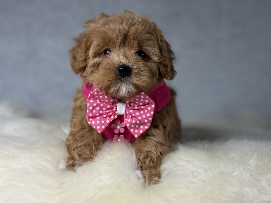 Maltipoo piesek