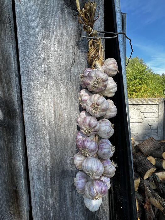 Warkicze czosnku - czosnek