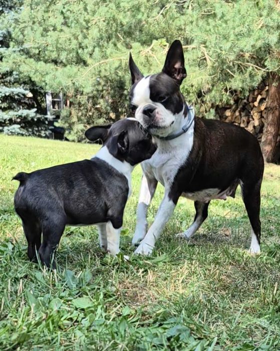 Boston Terrier ZKwP FCI Wrocław piękny samiec po ojcu Interchampionie, rodzinna hodowla