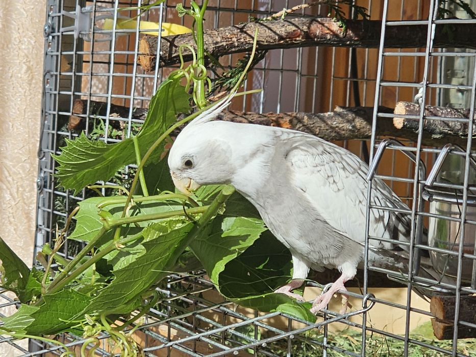 Клітки для папуги/Корм/Все що для клітки