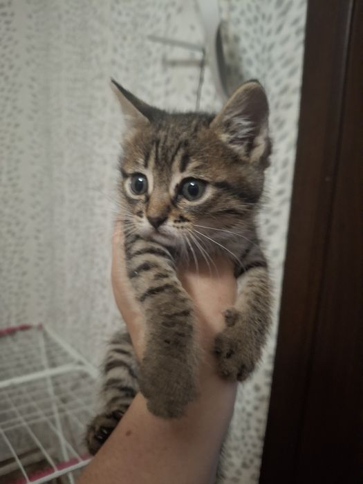 Віддам у добрі руки кошенят