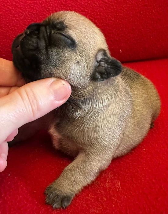 Bulldog Francês afixo Mayday Hill