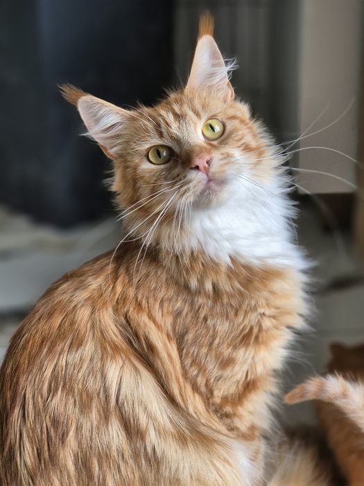 Kotka Maine coon Candy z 2024r. Po sterylizacji