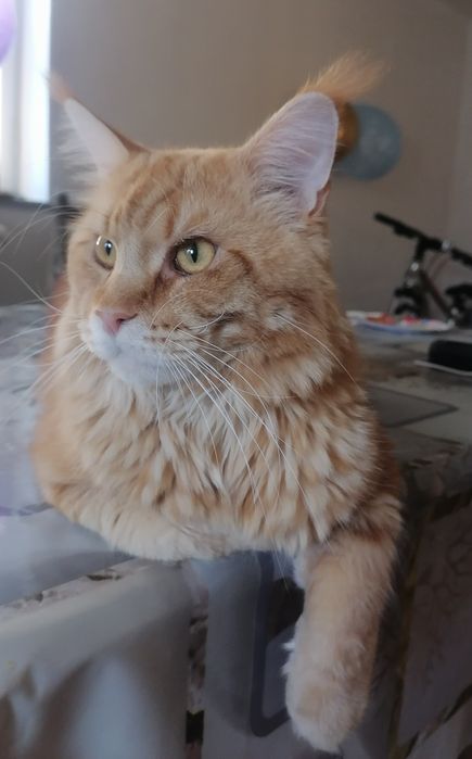 В'язка Мейн-кун, кіт красень шукає даму