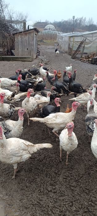 Індики домашні .