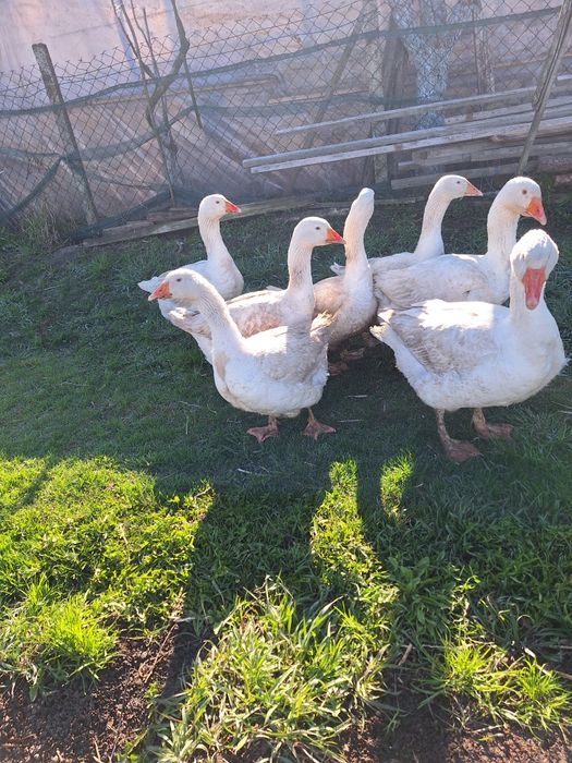 Інкубаційні яйця гусей мамуів