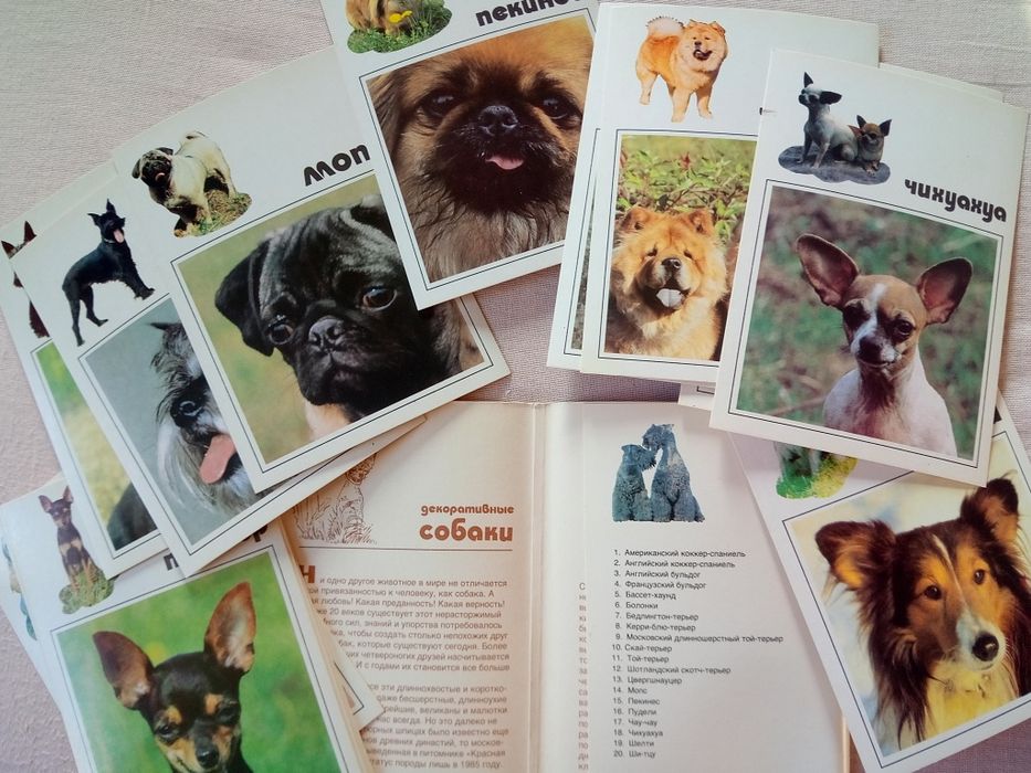 Открытки набор  Кактусы   Листівки