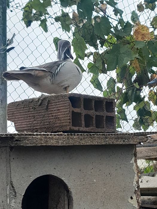 Patos exóticos  e  pavões