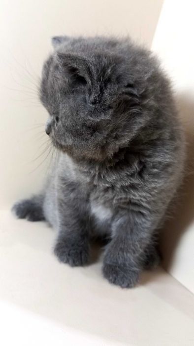 Британські кошенята