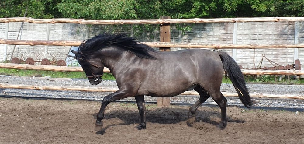 Konik Polski Ogier HANNYS