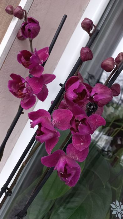 Орхідея фаленопсис пелорик Стеленбош