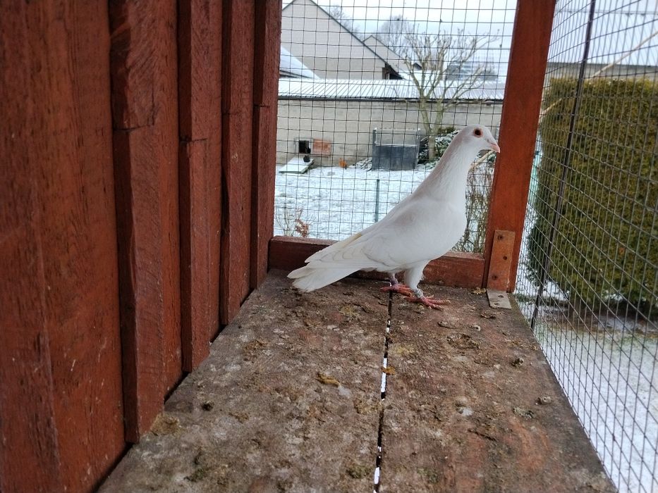 Samiec biały pocztowy