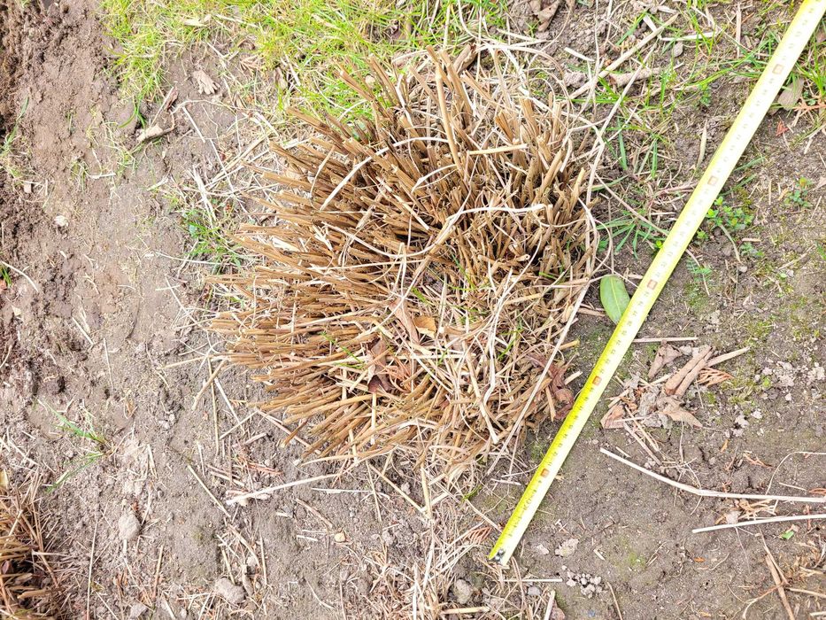 Miskant chiński Kleine Fontane Zamienię