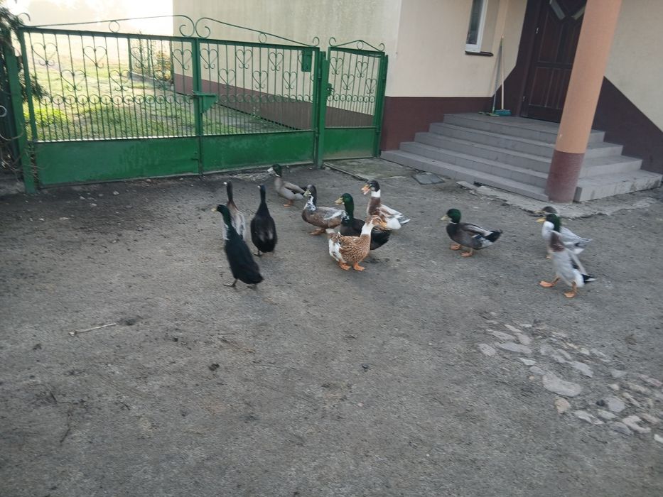 Sprzedam kaczki staropolskie i  Biegusy oraz Gęsi kałudzkie Białe Ruda Wielka kalinowa 15  cena kaczki 80 szt Geś 180 szt