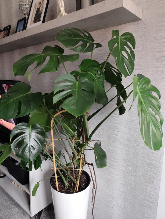 Monstera 120 cm.