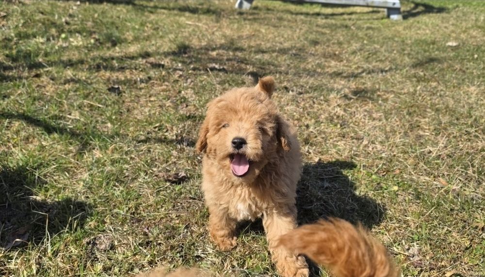 Bichpoo f1 maltipoo Dostępny