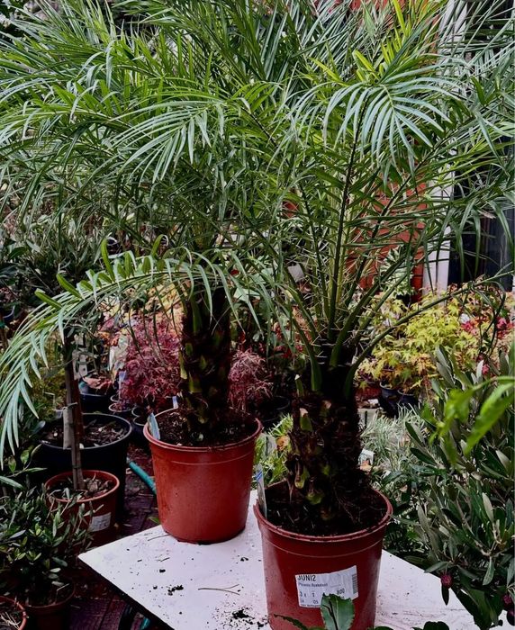 Фінікова пальма Робелена