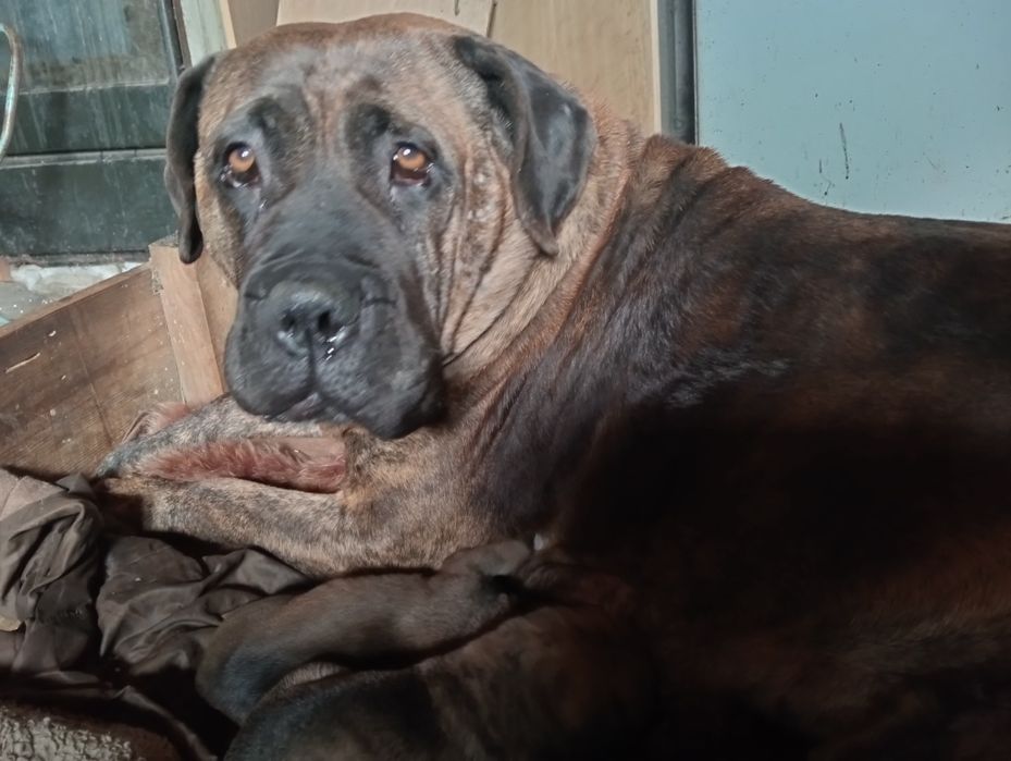 Продам щенков канарського дога