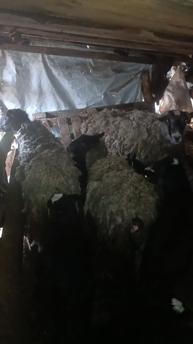 Продаю романівських овець