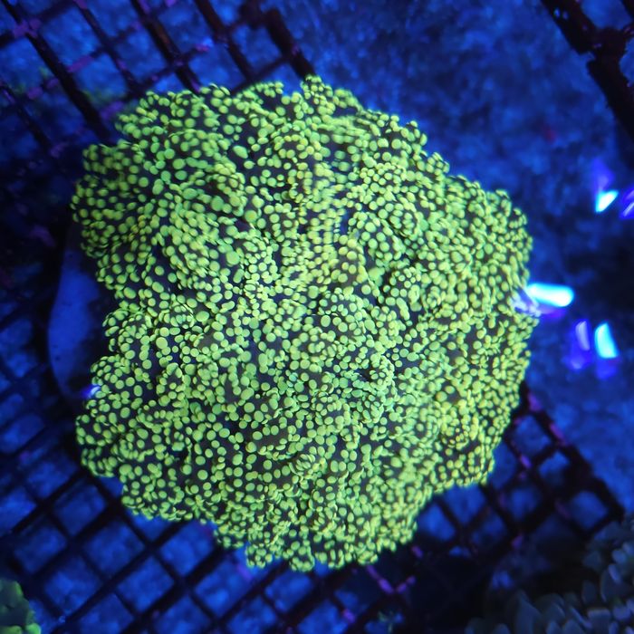 Euphyllia yaeyamaensis Yellow 1H Akwarystyka morska