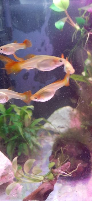 Gupiki rybki do akwarium