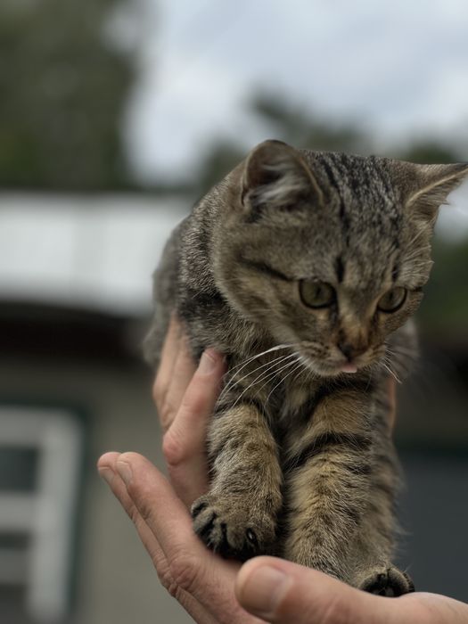 Котята.