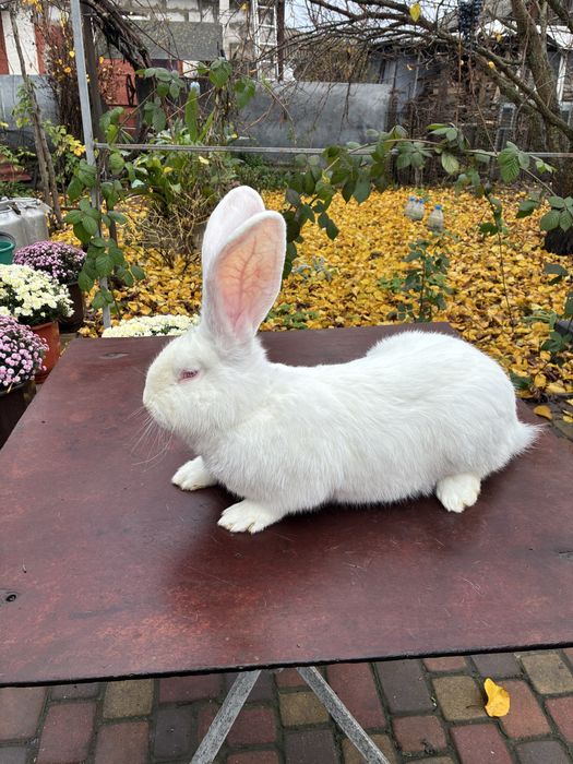 Білий велетень для розведення