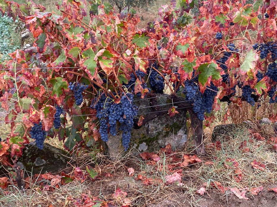 Uvas para vinho