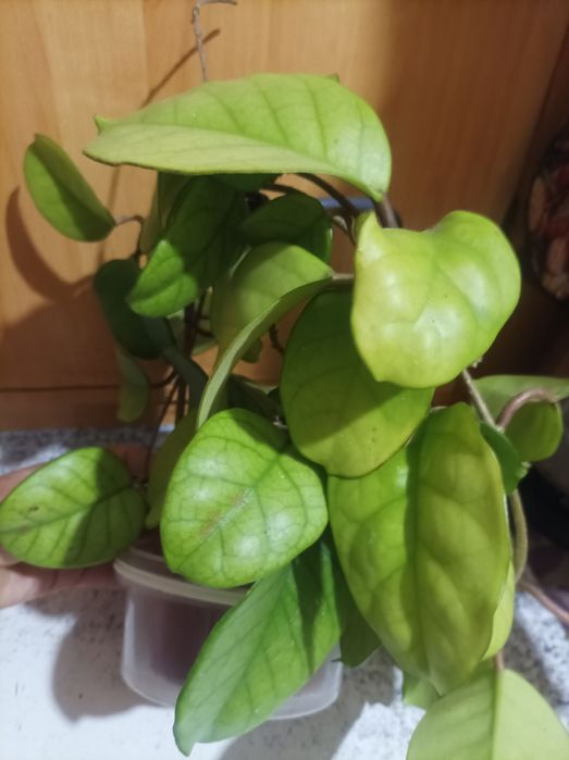 Шикарна хойя Германі