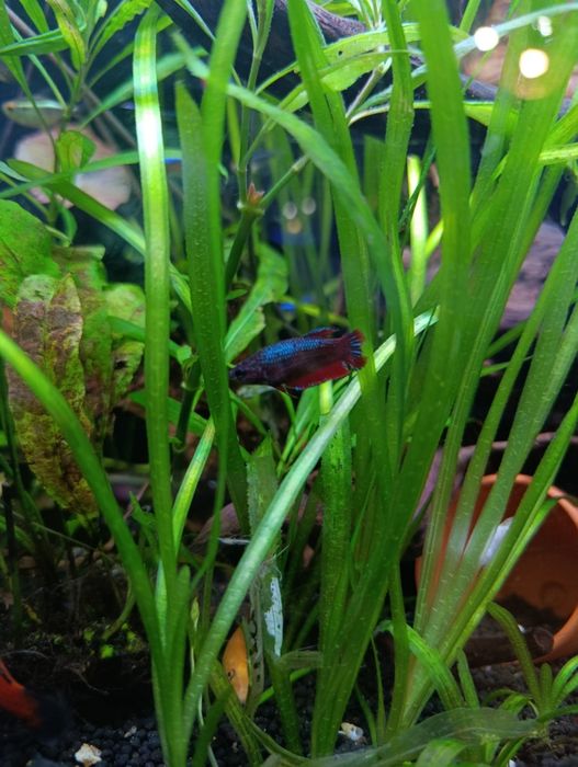 Bettas fêmeas...