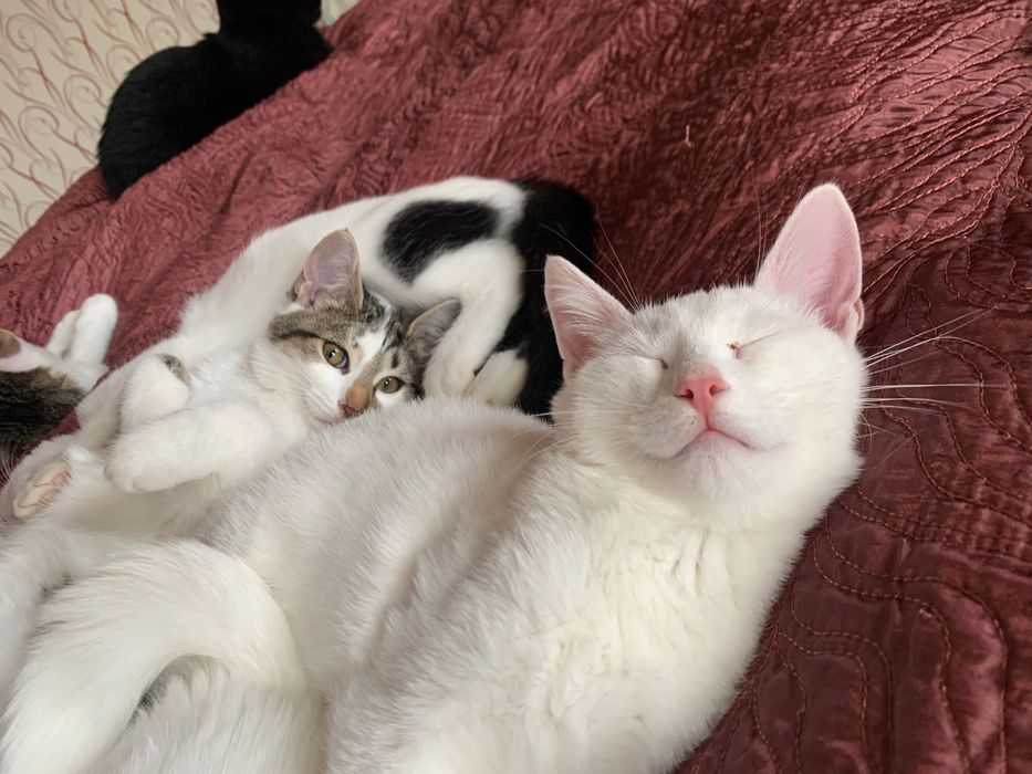 Кошенята Дивовижні