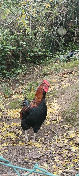 Galo Maran para troca de galinheiro aceito trocas