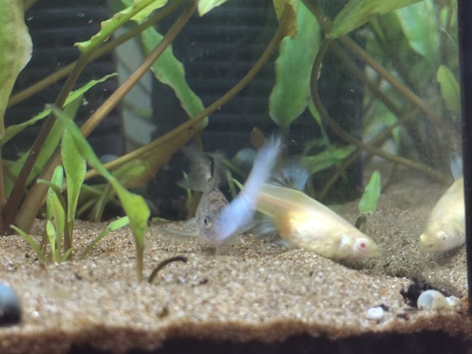 Guppys albino sky blue matrizes e juvenis