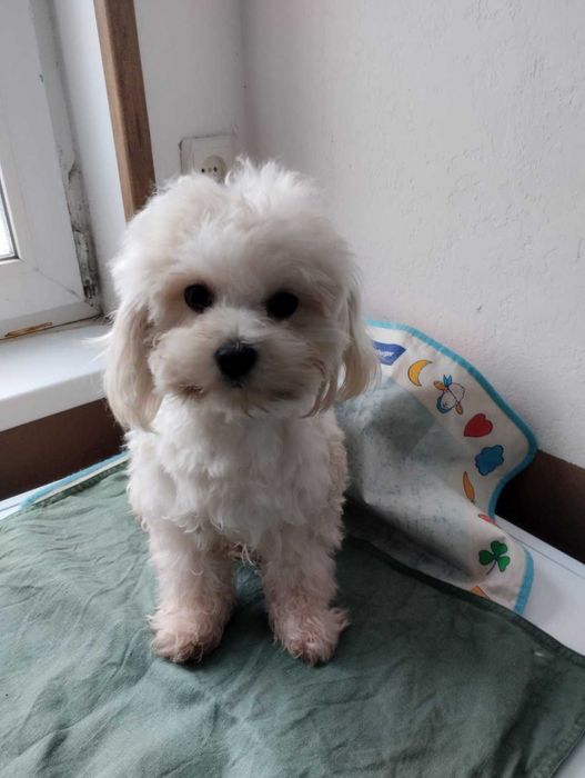 Цікавий хлопчик мальтипу