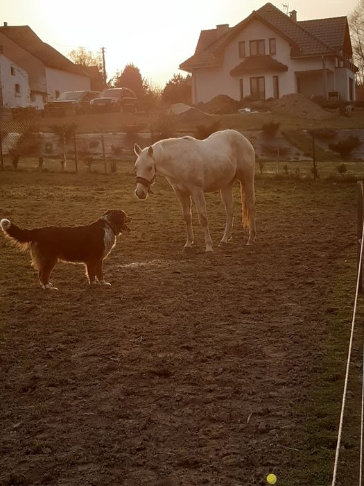 Wałach  rasy AQH 04.2018r