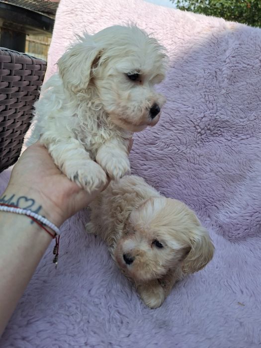 Piesek Maltipoo    .