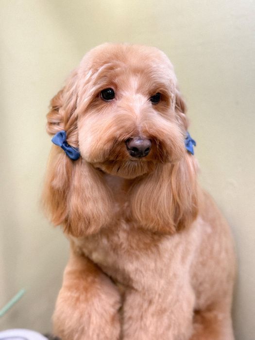 Грумінг тваринок