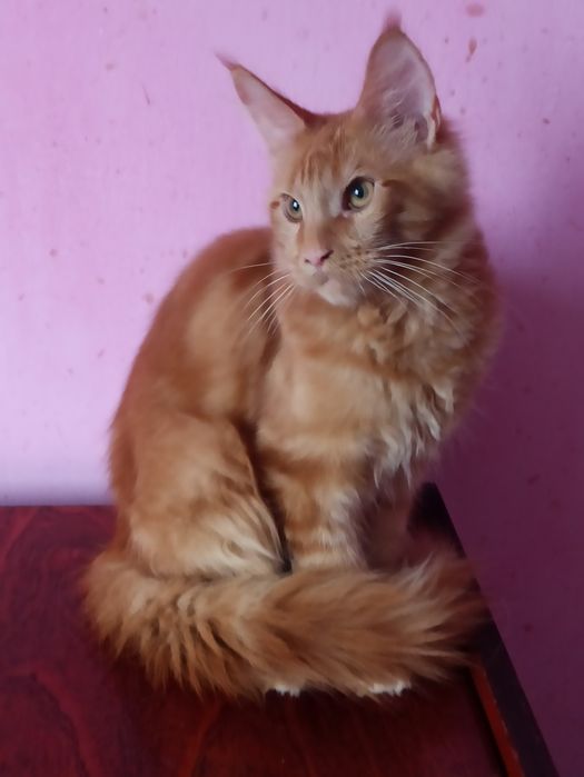 Мейн кун Кент їде до вас