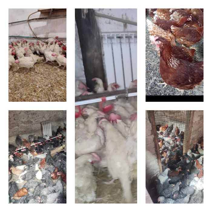 Продам кури несушки! Доставка безкоштовна. Лугини