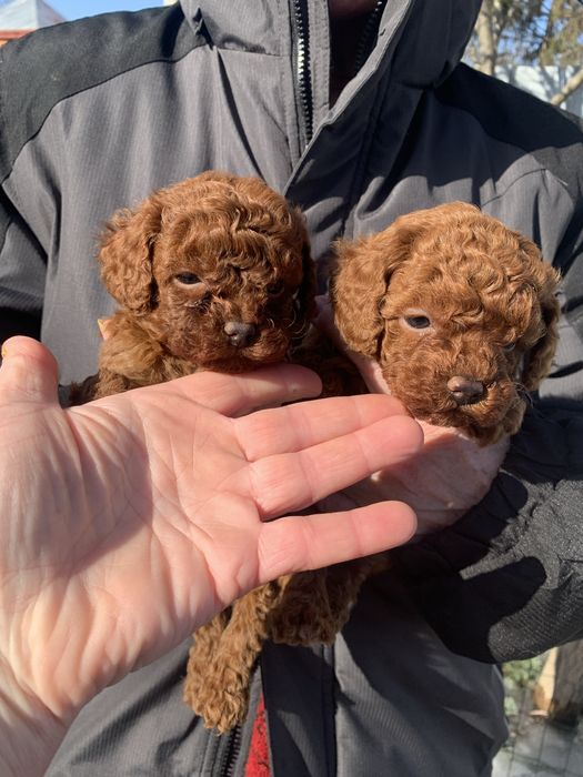 Солоденькі булочки китайські крові !