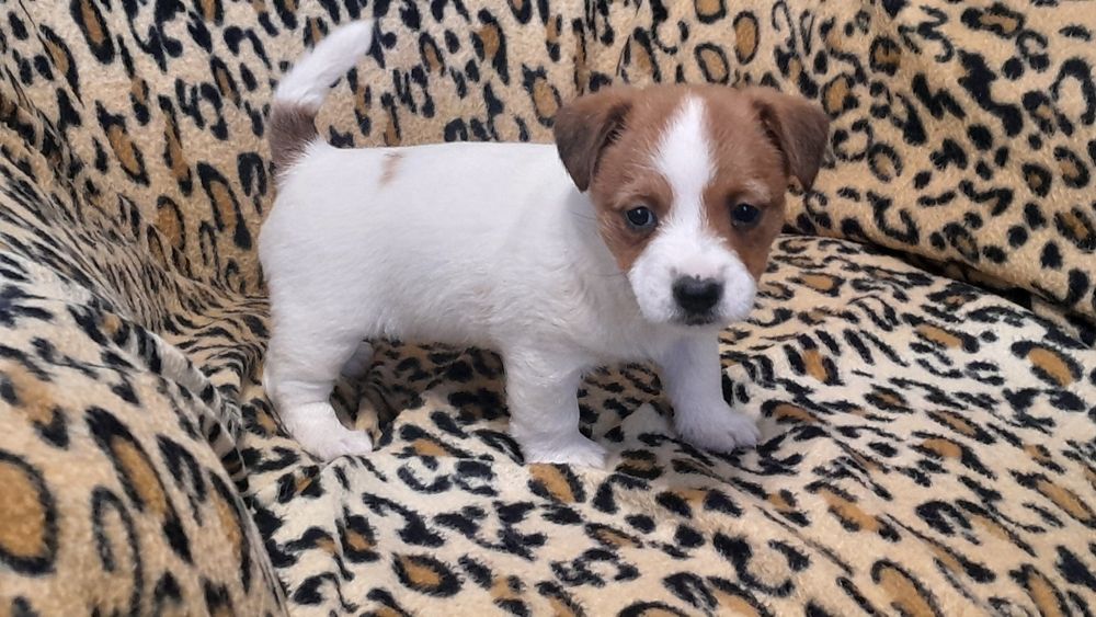 Jack Russell Terrier piesek